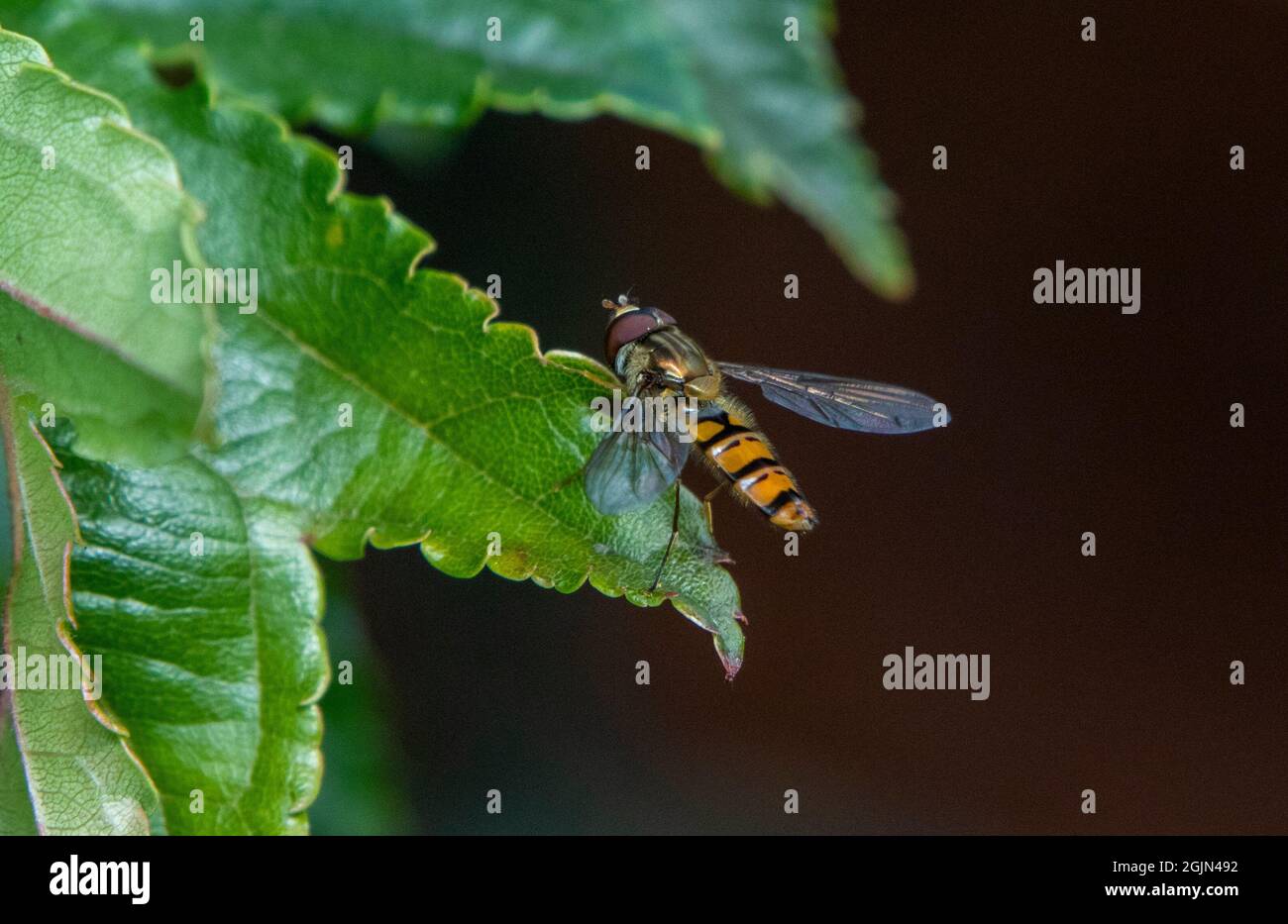 Marmalade Hoverfly perched on leaf Stock Photo