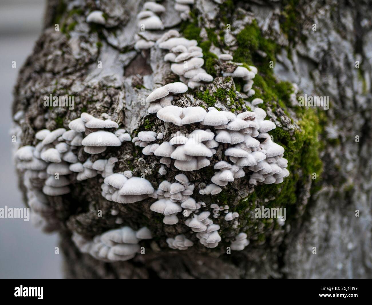 Fungal infection body hi-res stock photography and images - Alamy