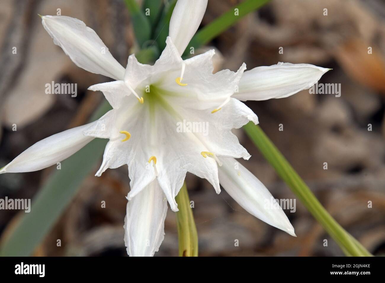 Pancratium maritimum,  sea daffodil blossom. Stock Photo