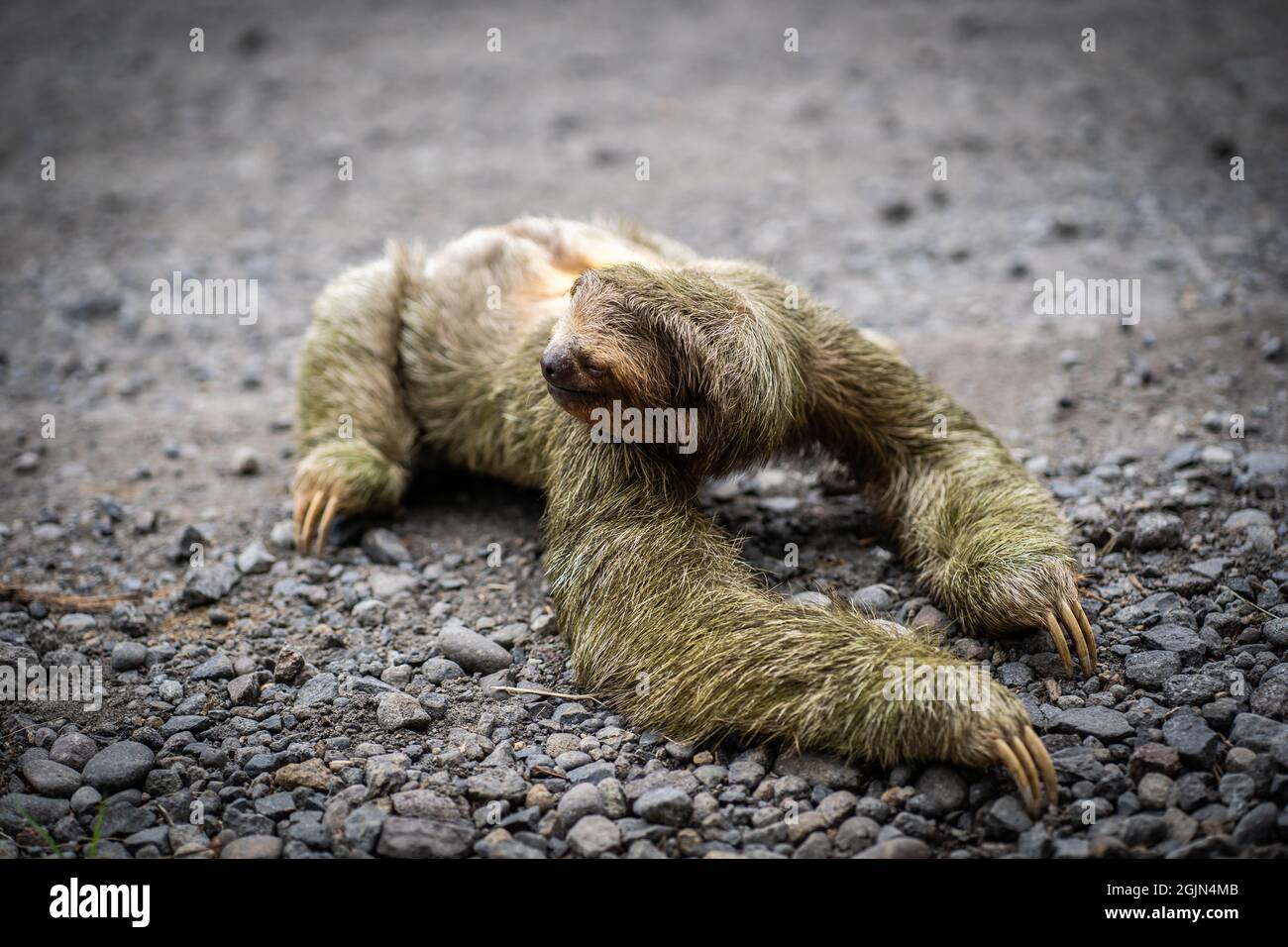 Close-up view of a sloth crossing a tropical road. Wildlife in Costa