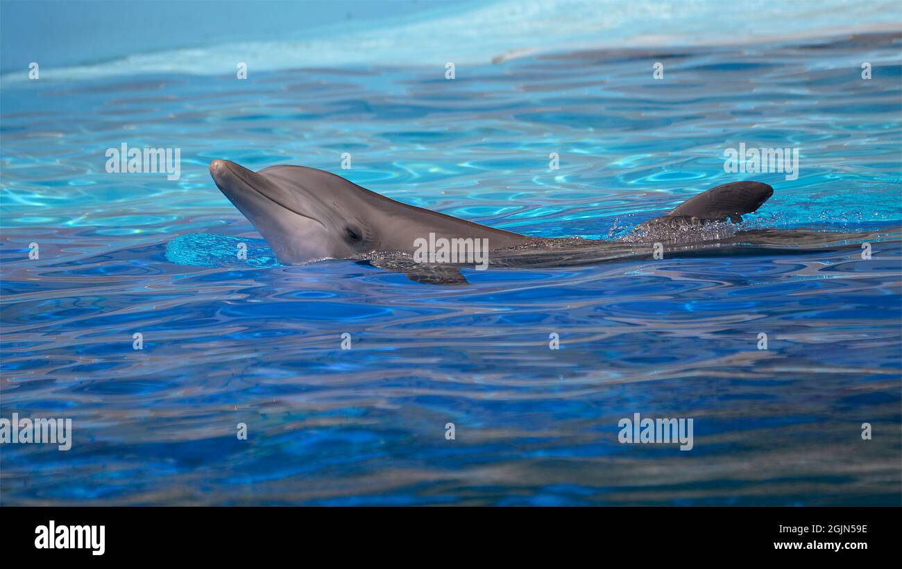 Head of  bottlenose dolphin (Tursiops truncatus) seen from profile and swimming in bright water Stock Photo