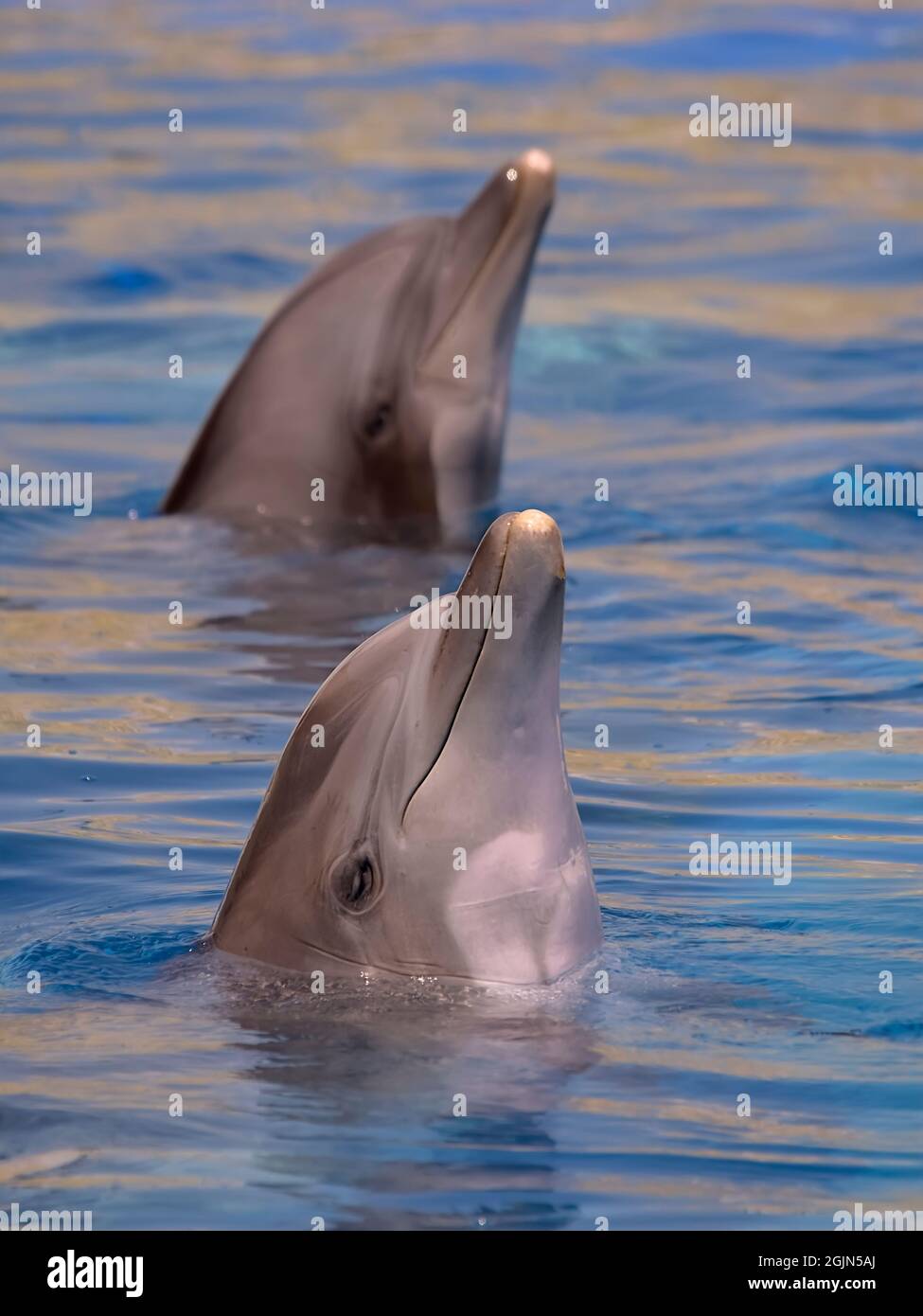 Two portraits of bottlenose dolphins (Tursiops truncatus) in blue water Stock Photo