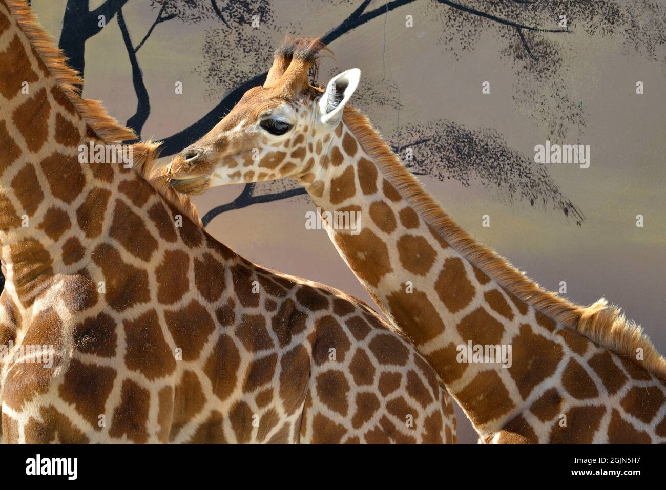 Closeup of juvenile giraffe (Giraffa camelopardalis) near of a adult Stock Photo