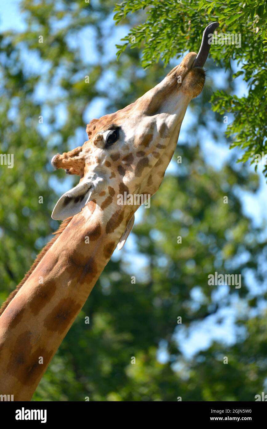 Closeup of giraffe (Giraffa camelopardalis) the tongue out seen from profile Stock Photo