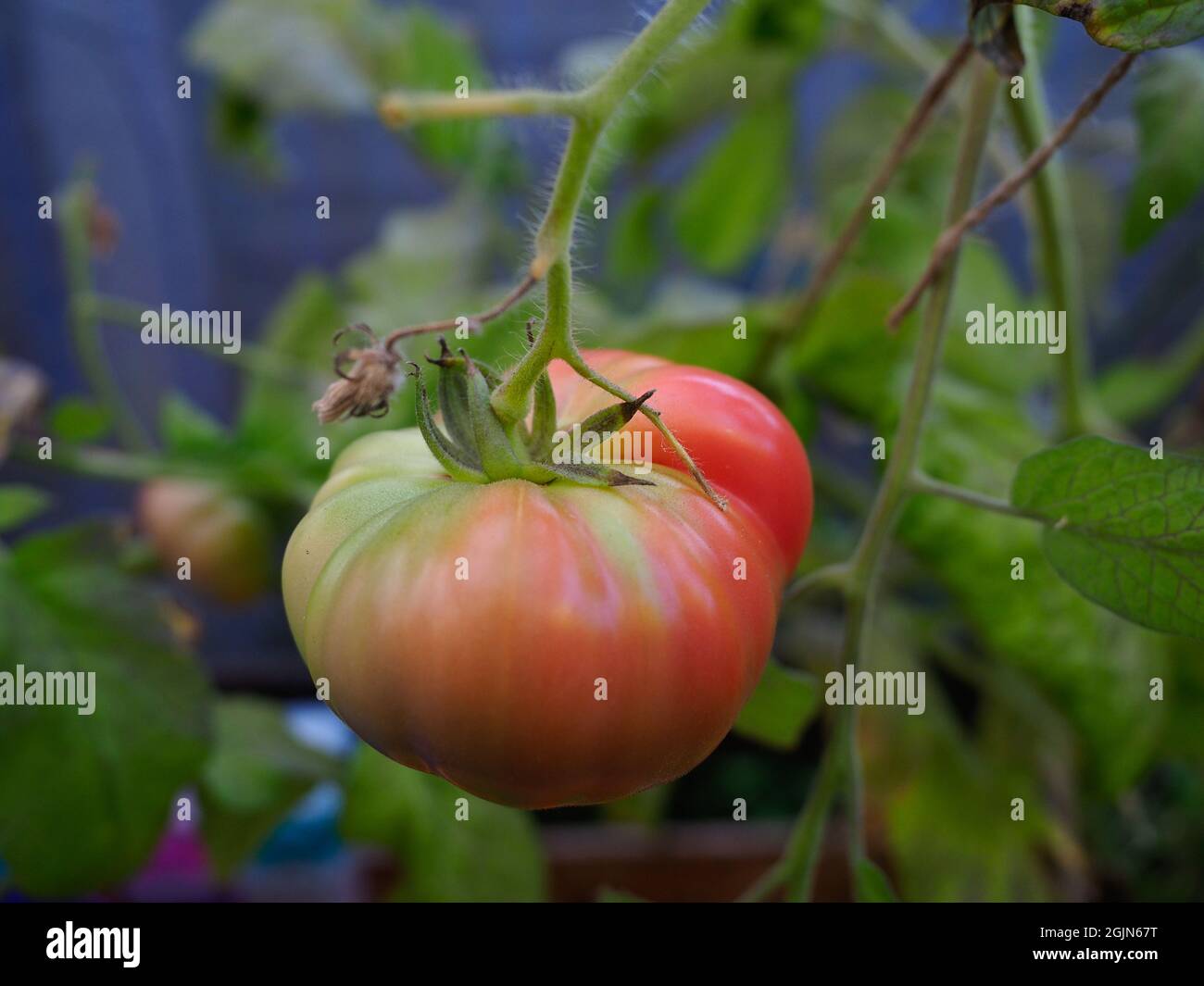 A large heritage beefsteak tomato shown in a semi ripe state Stock Photo Alamy