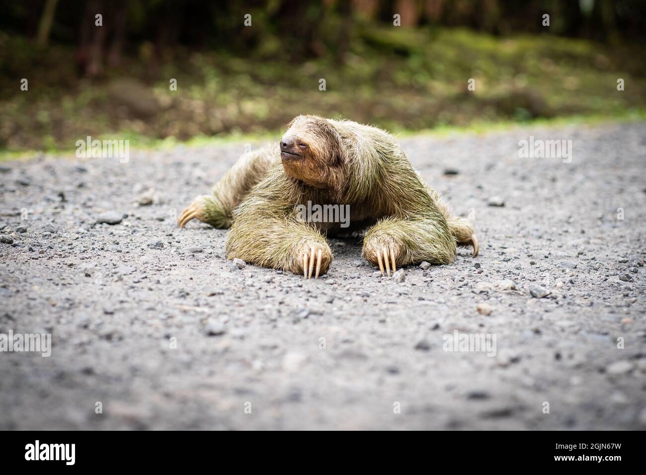 Sloth crossing road hi-res stock photography and images - Alamy