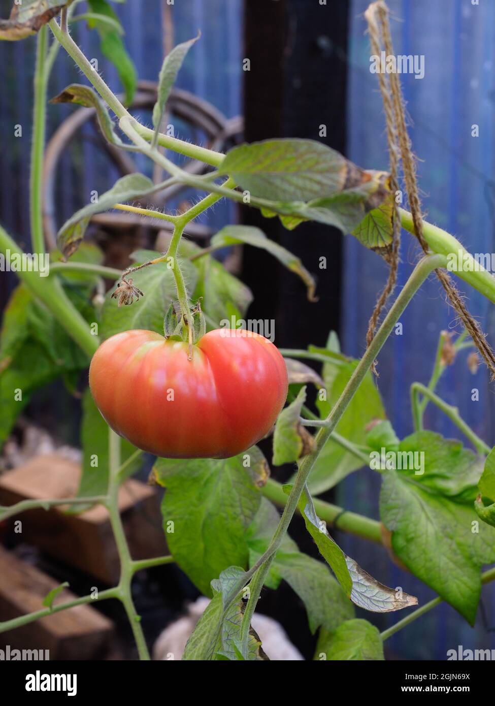 A large heritage beefsteak tomato shown in a semi ripe state Stock ...