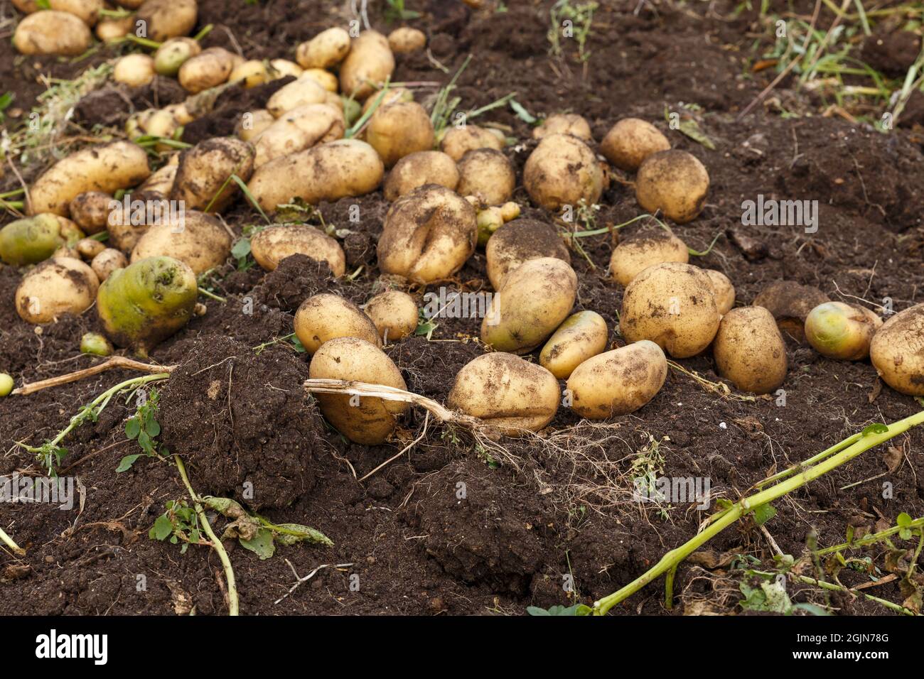 Fresh raw potatoes. Harvesting. Dug out potatoes lying in a field Stock ...
