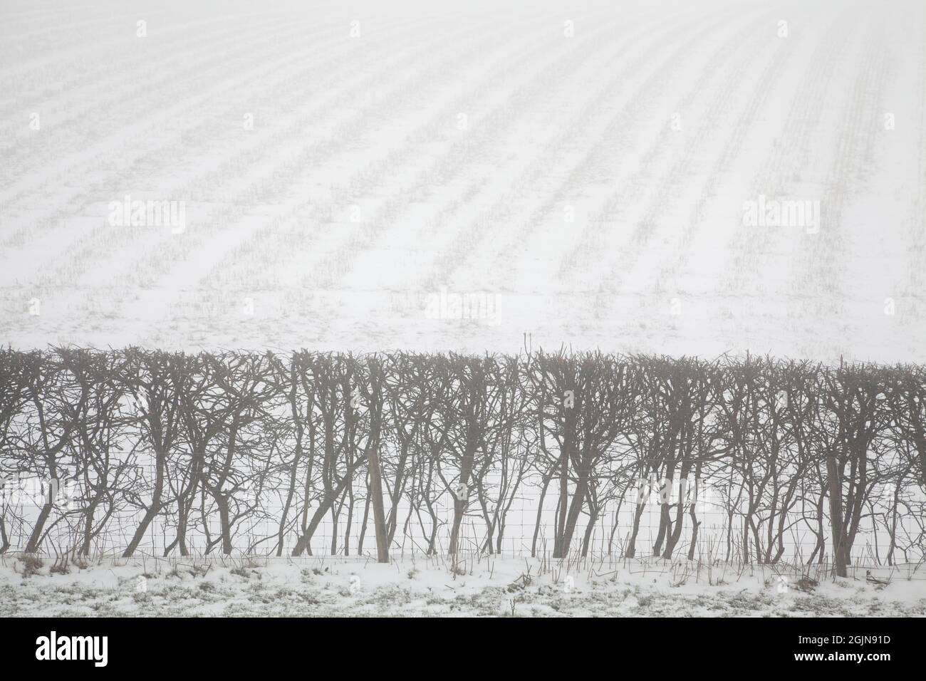A hawthorn hedgerow in the Yorkshire Wolds, UK Stock Photo