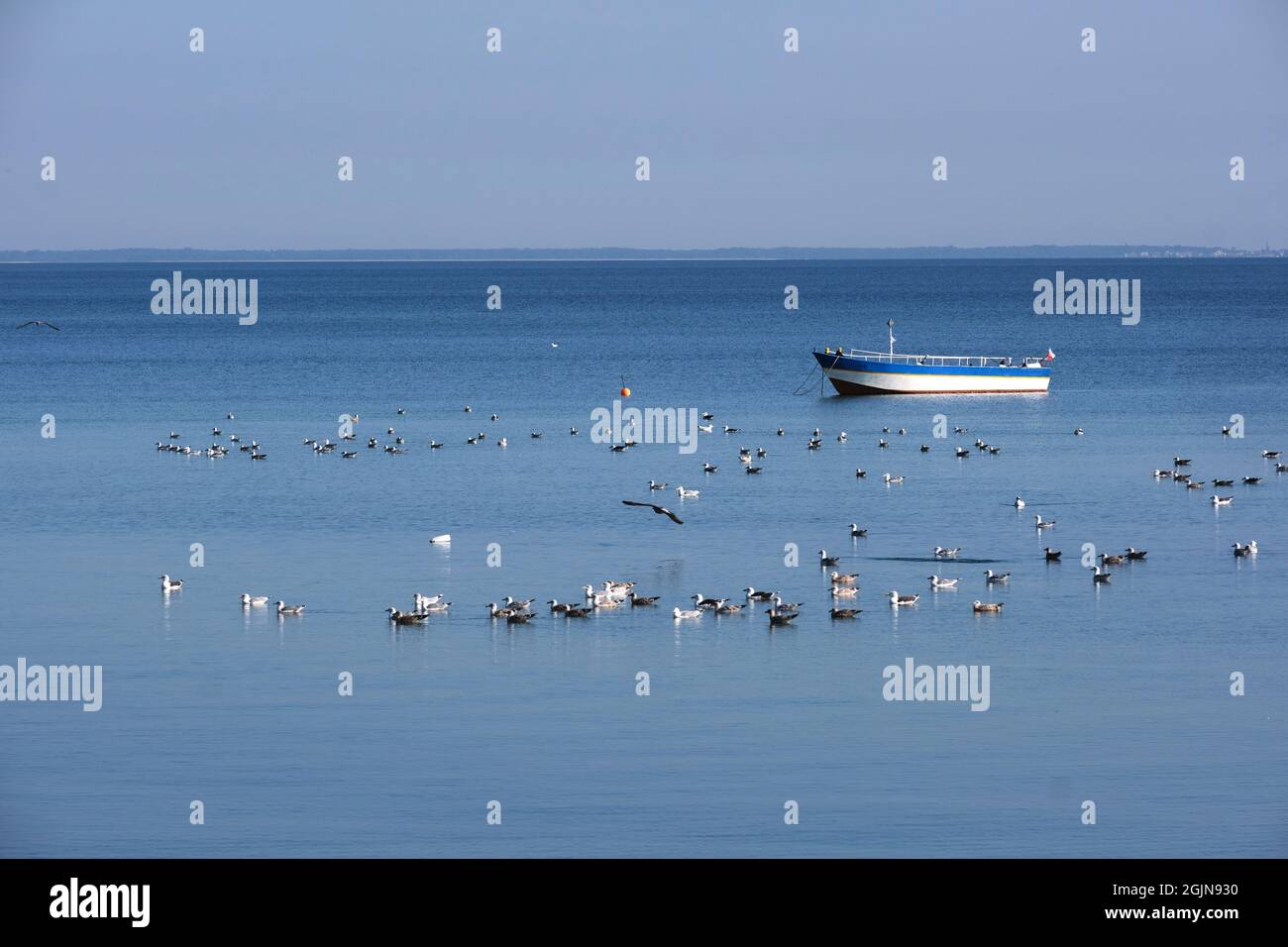 Single boat and water birds on Pucka Bay, Baltic Sea, Poland Stock Photo