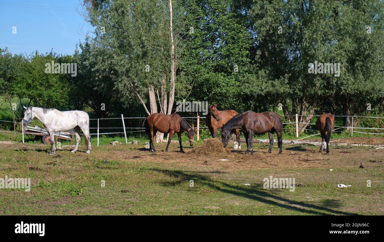 Five horses on the paddock, one white, four brown. Stock Photo