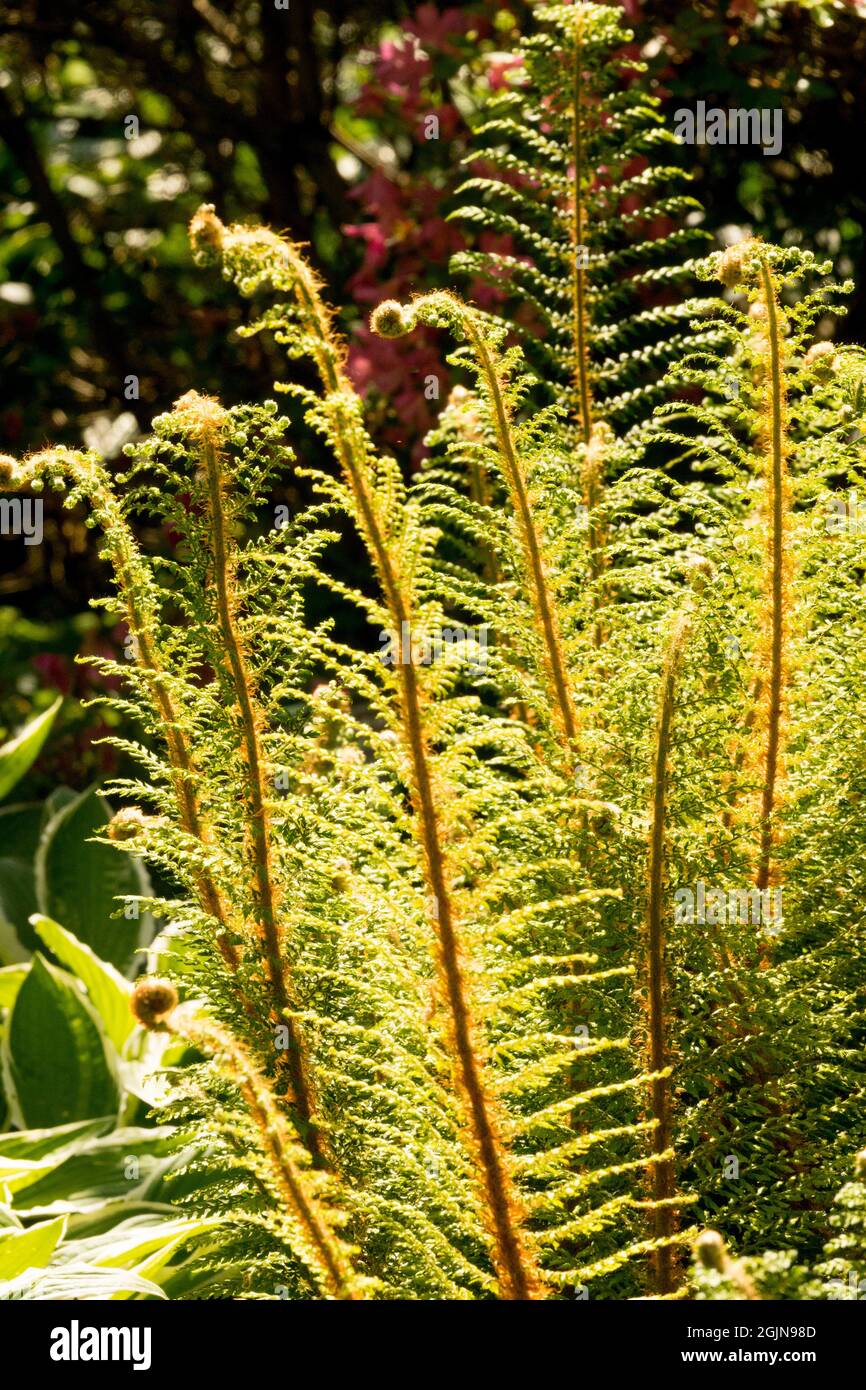 Polystichum setiferum Plumosum Densum leaves in sunshine Stock Photo