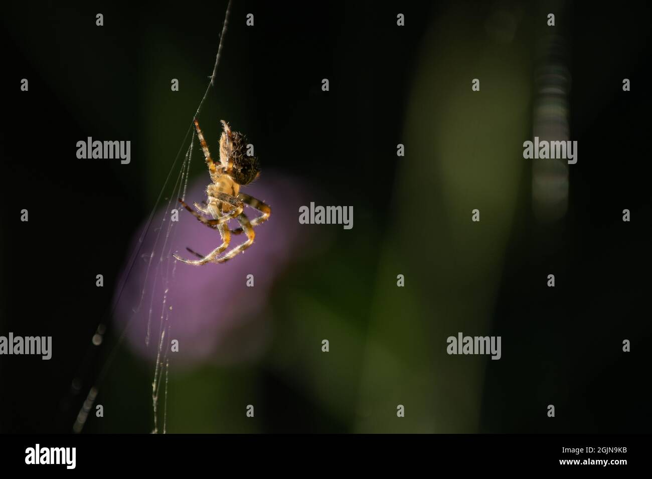 British Garden Spider Stock Photo - Alamy
