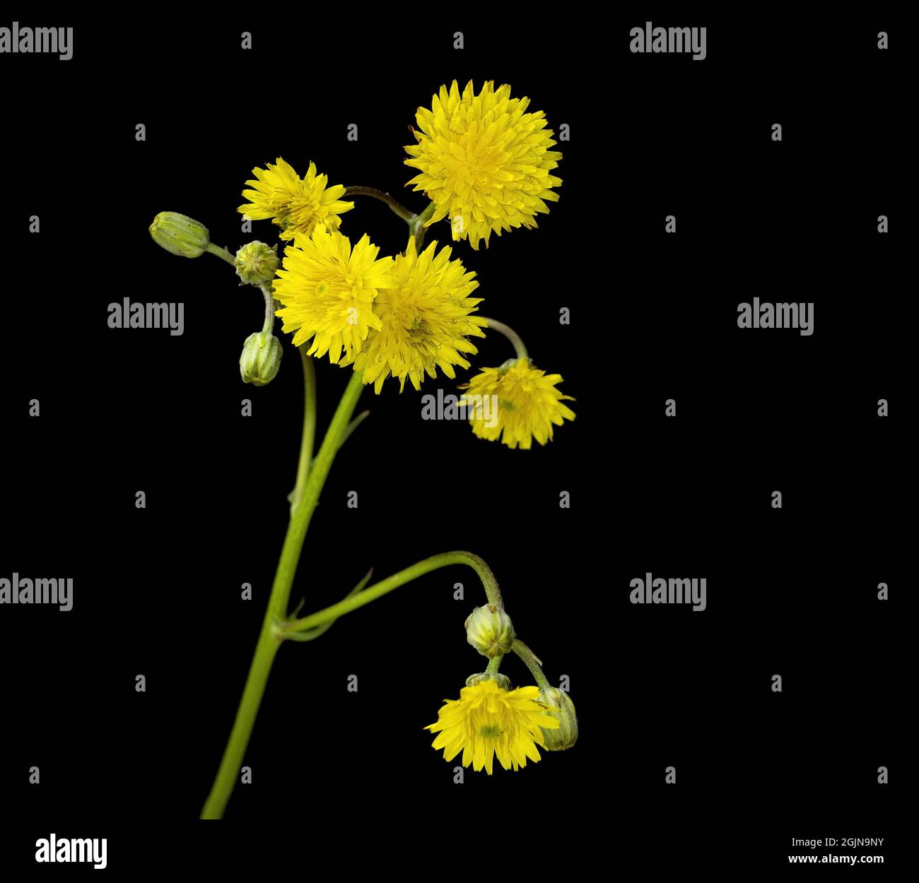 Crepis vesicaria is a European species of flowering plant in the daisy family with the common name beaked hawks beard Stock Photo