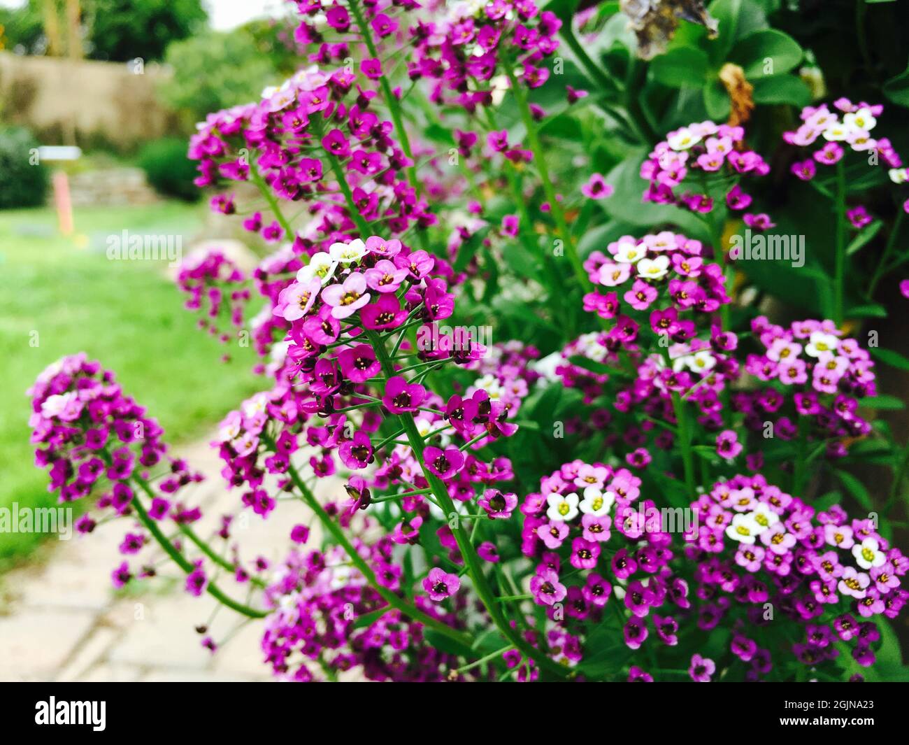 Closeup shot of Alyssum flowers in a garden Stock Photo - Alamy