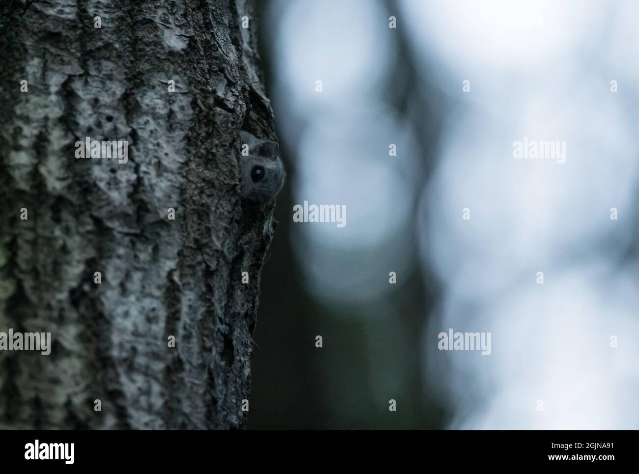 Siberian flying squirrel (Pteromys volans) in it's nesting tree, wild Finland Stock Photo