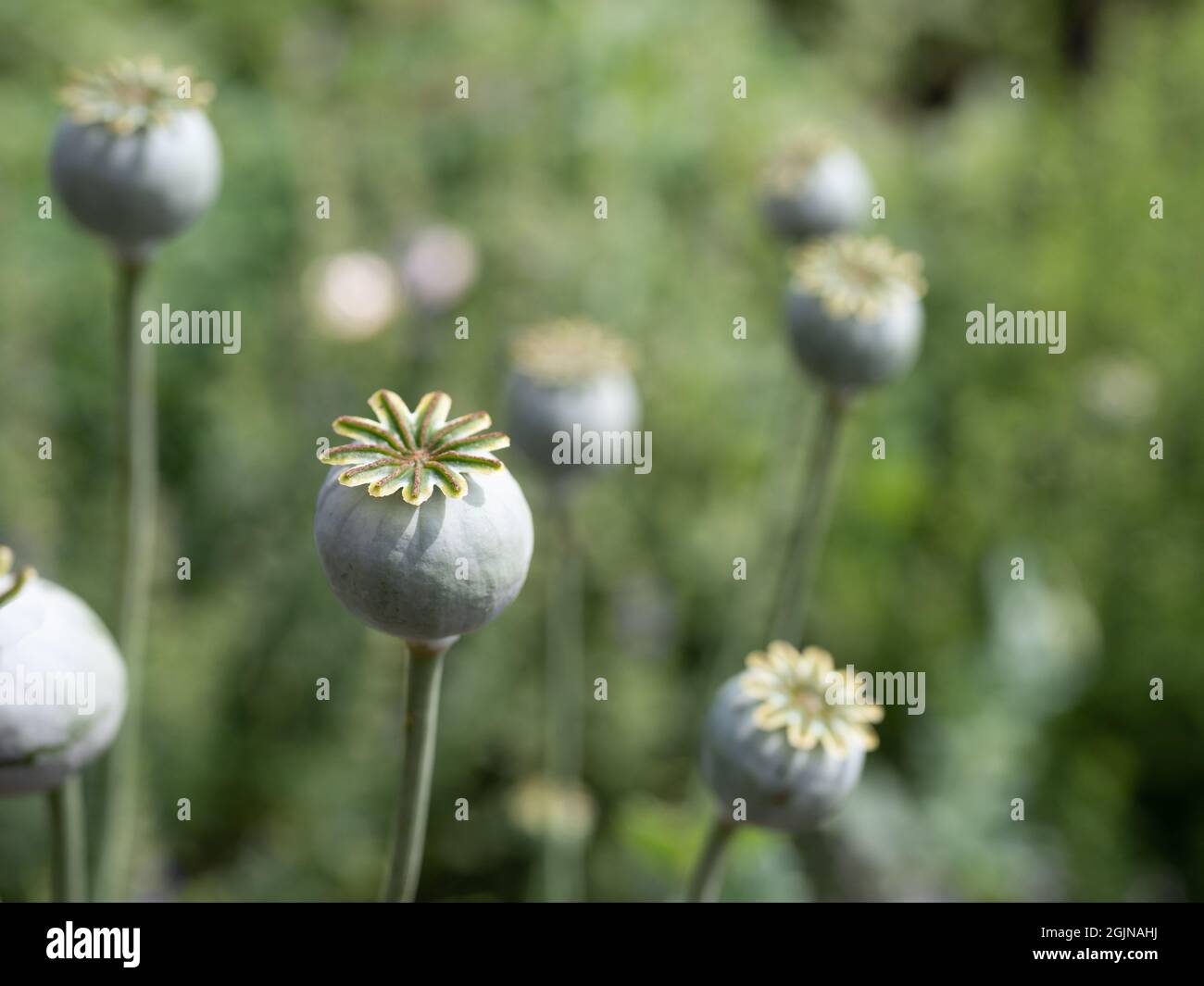 Poppy seed capsules in a spice garden on Swedish Baltic sea island Öland. Stock Photo