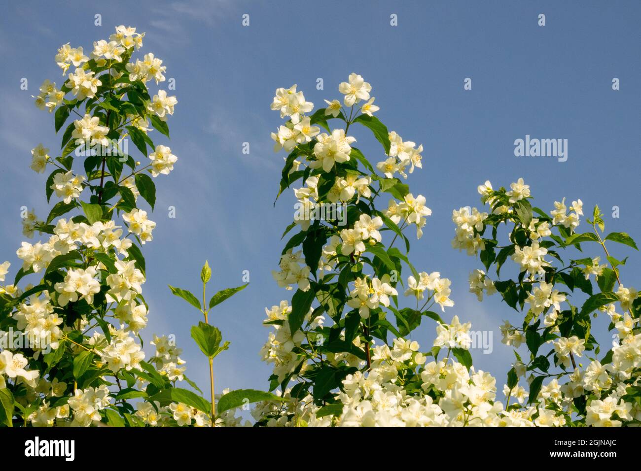 Mock orange Philadelphus coronarius white flowers sky flowering shrubs Stock Photo