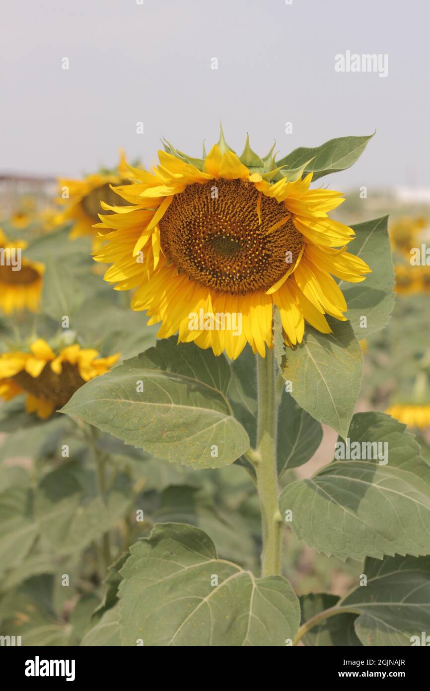 Closeup of a bright sunflower growing in the field Stock Photo - Alamy