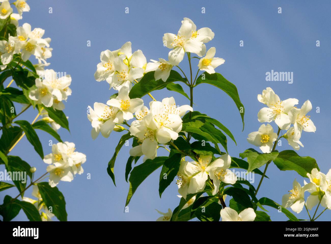 Philadelphus Mock orange flowers sky Stock Photo