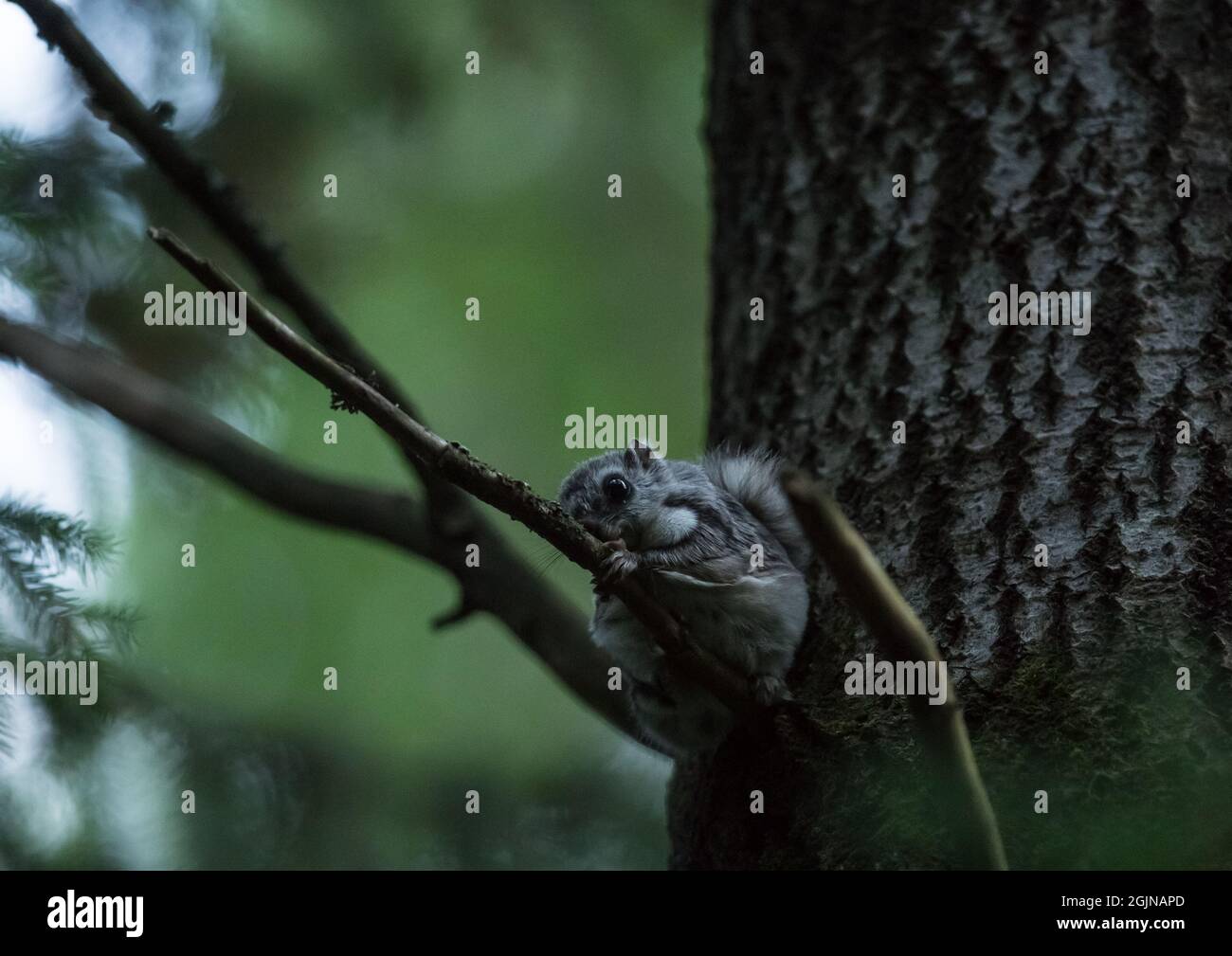 Siberian flying squirrel (Pteromys volans) in it's nesting tree, wild Finland Stock Photo