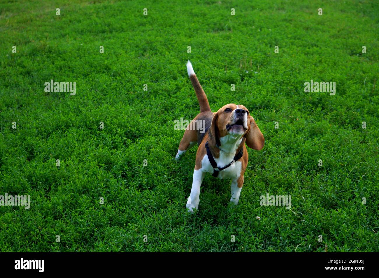 Beagle dog barking outdoor on green grass in park in summer Stock Photo