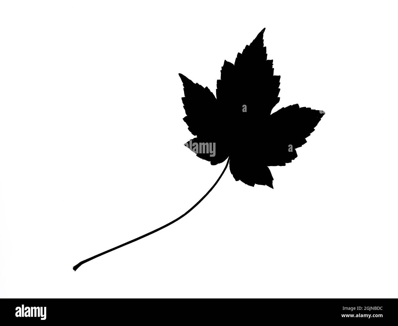 dark black silhouettes of a maple leaf on a white background Stock Photo