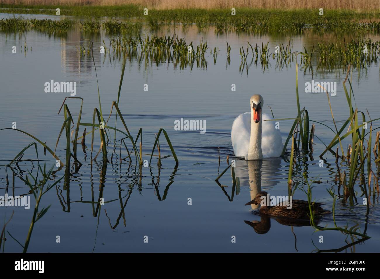 White swan and brown mallard duck crossing paths on lake in Delta Vacaresti Delta natural park in Bucharest Stock Photo