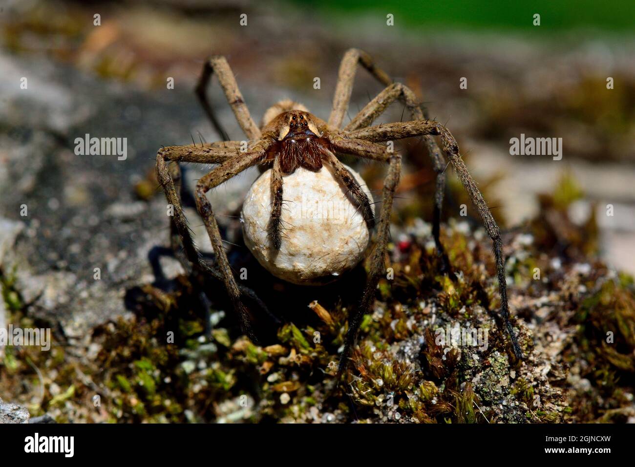 Listspinne, Raubspinne, nursery web spider, Pisaura mirabilis, Spinne des Jahres 2002, mit Ei-Kokon, with egg-cocoon Stock Photo