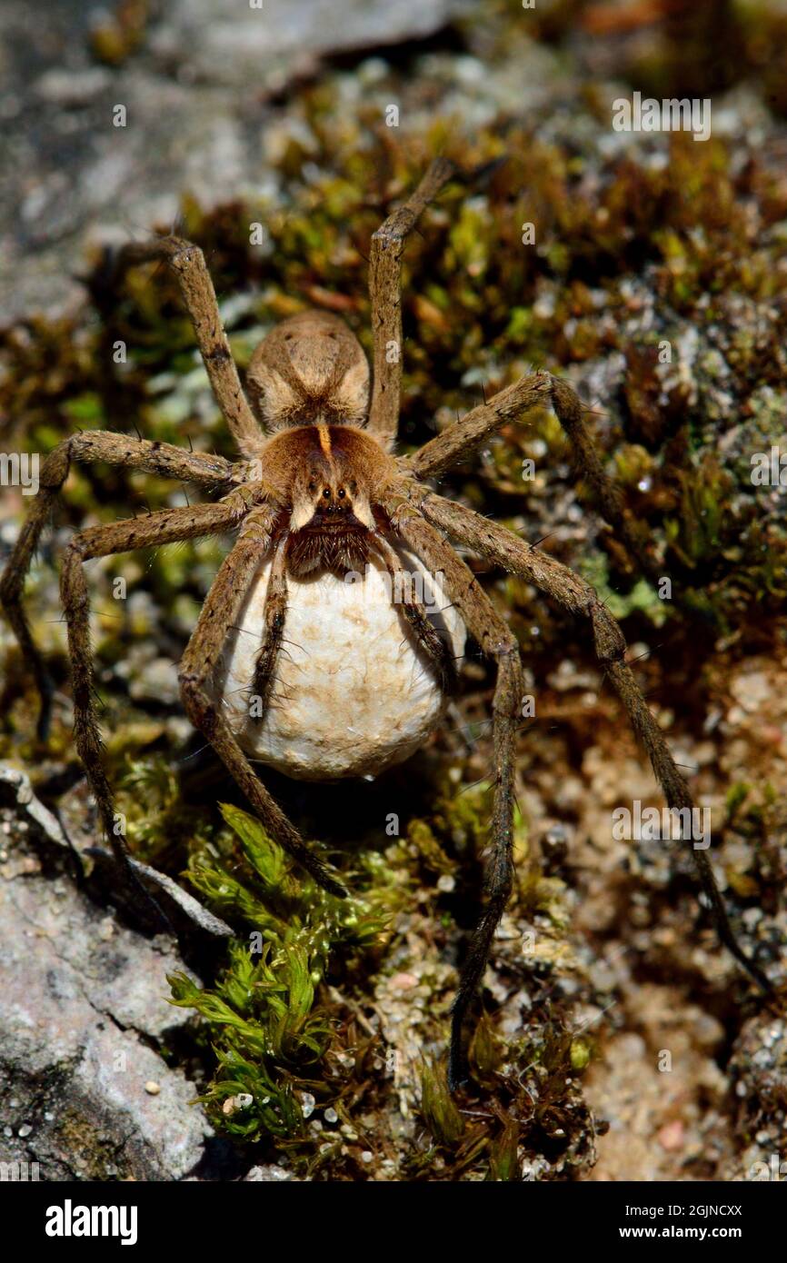 Listspinne, Raubspinne, nursery web spider, Pisaura mirabilis, Spinne des Jahres 2002, mit Ei-Kokon, with egg-cocoon Stock Photo