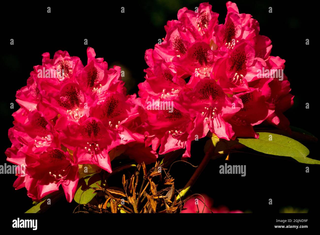 Red Rhododendron blooms 'Lady Clairmont' large blooms Stock Photo