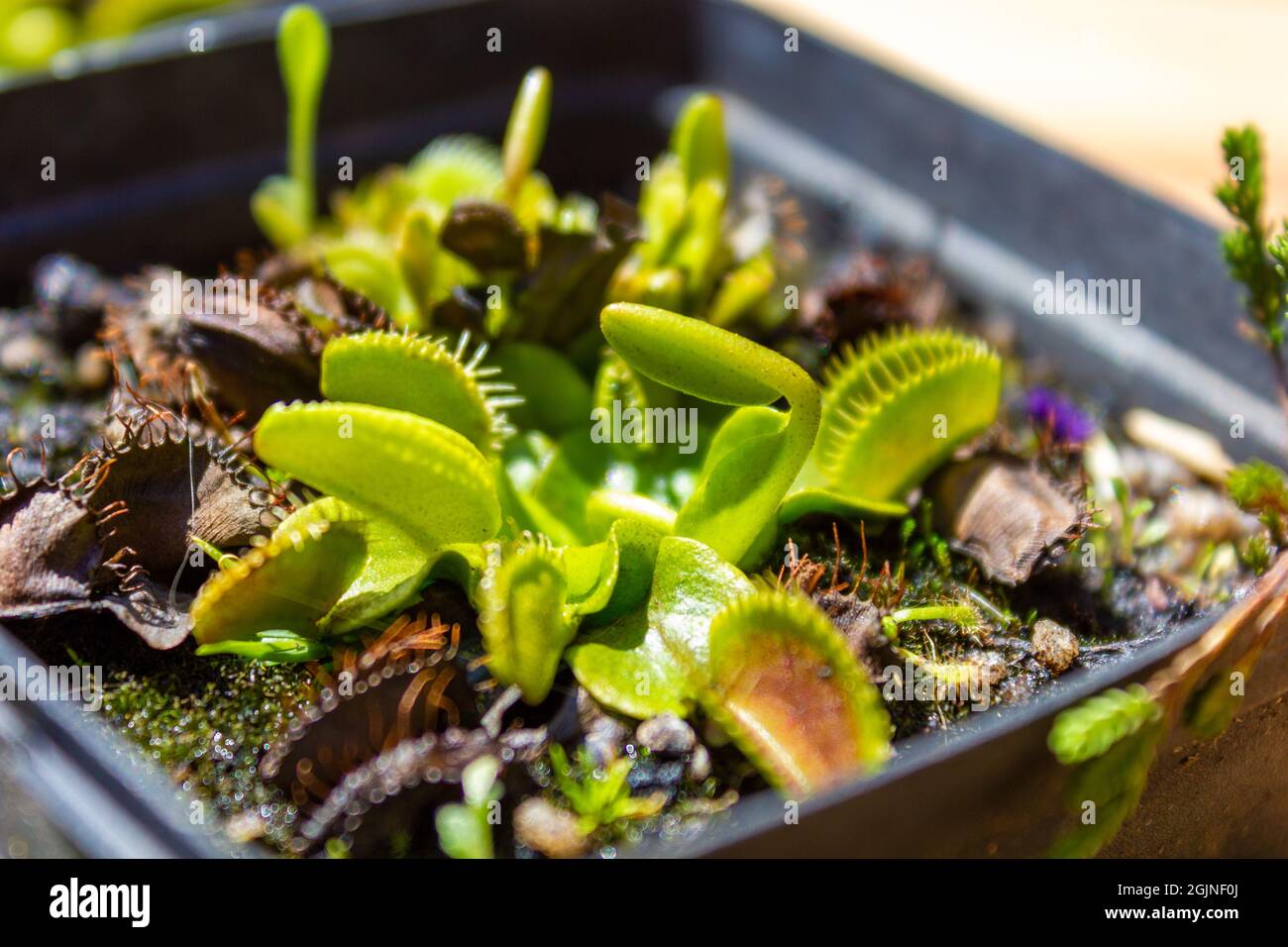 Close up of a Venus flytrap plant with new leaves sprouting in spring