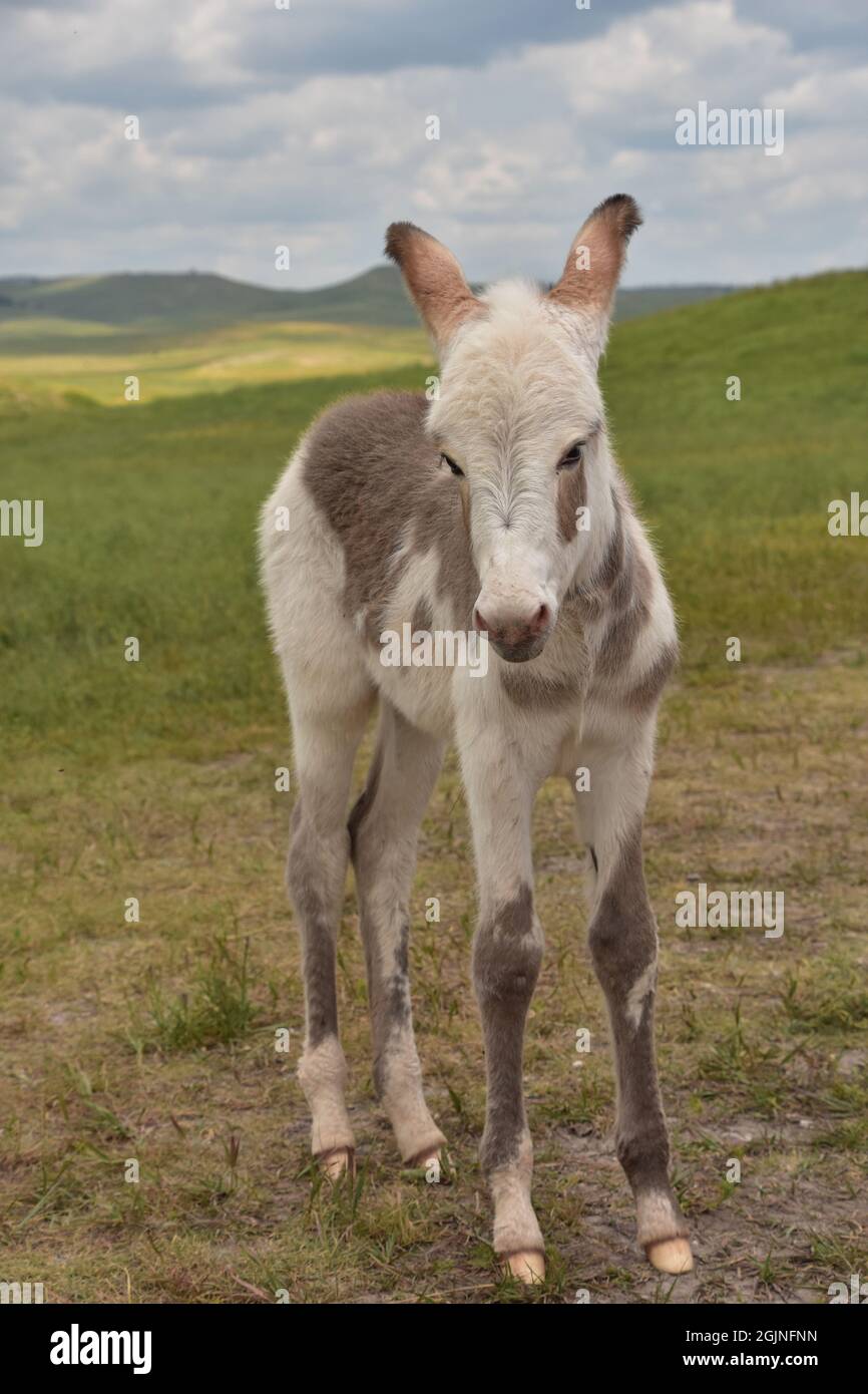 Sweet baby burro on wobbly legs standing in a large grass field Stock Photo  - Alamy