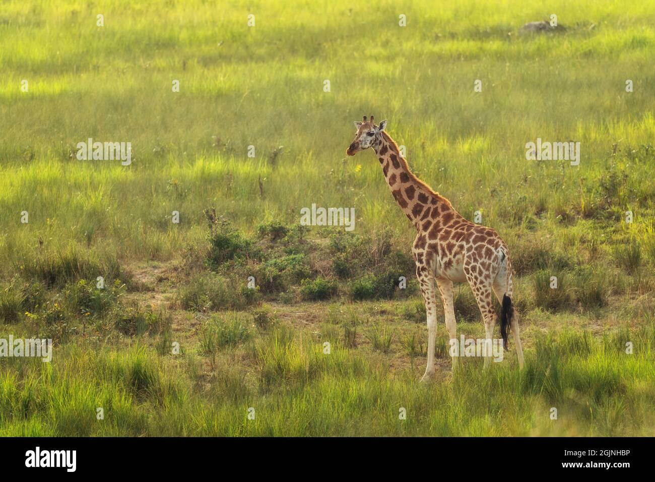 Northern Giraffe - Giraffa camelopardalis, Cute member of African big five, Murchison falls, Uganda. Stock Photo