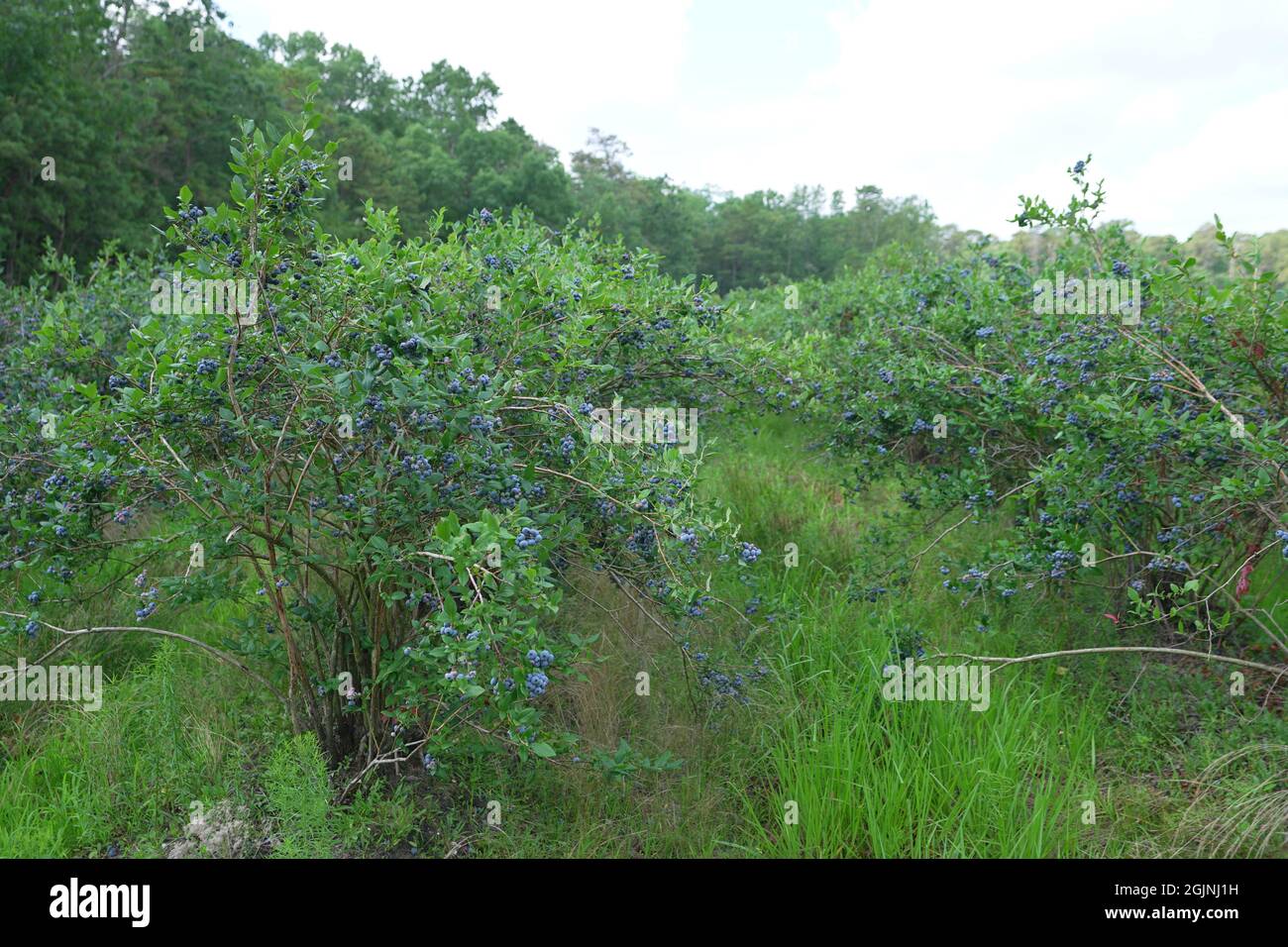 Unkept blueberry farm in NewJersey, USA Stock Photo
