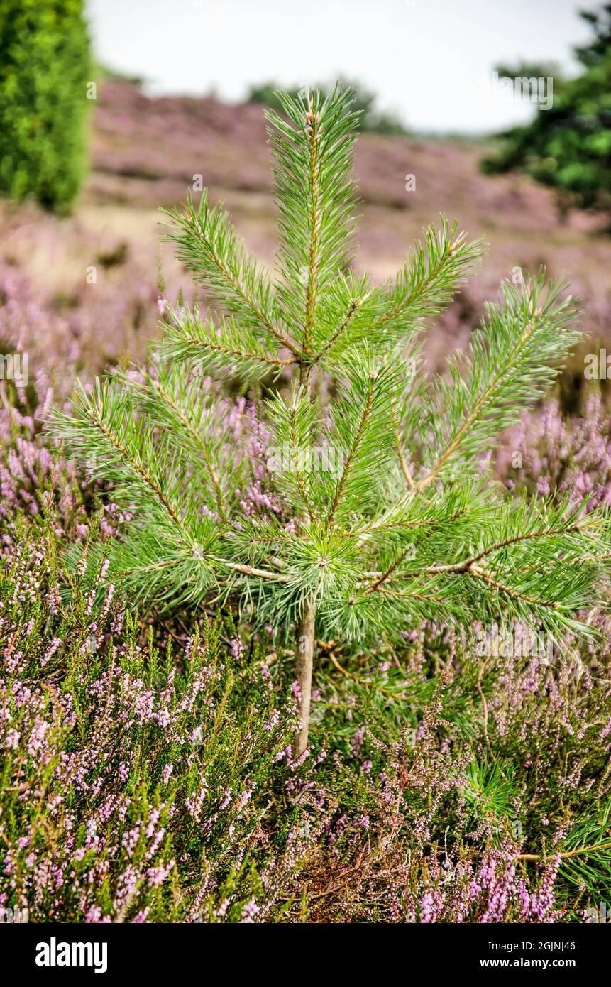 Little fir hi-res stock photography and images - Alamy