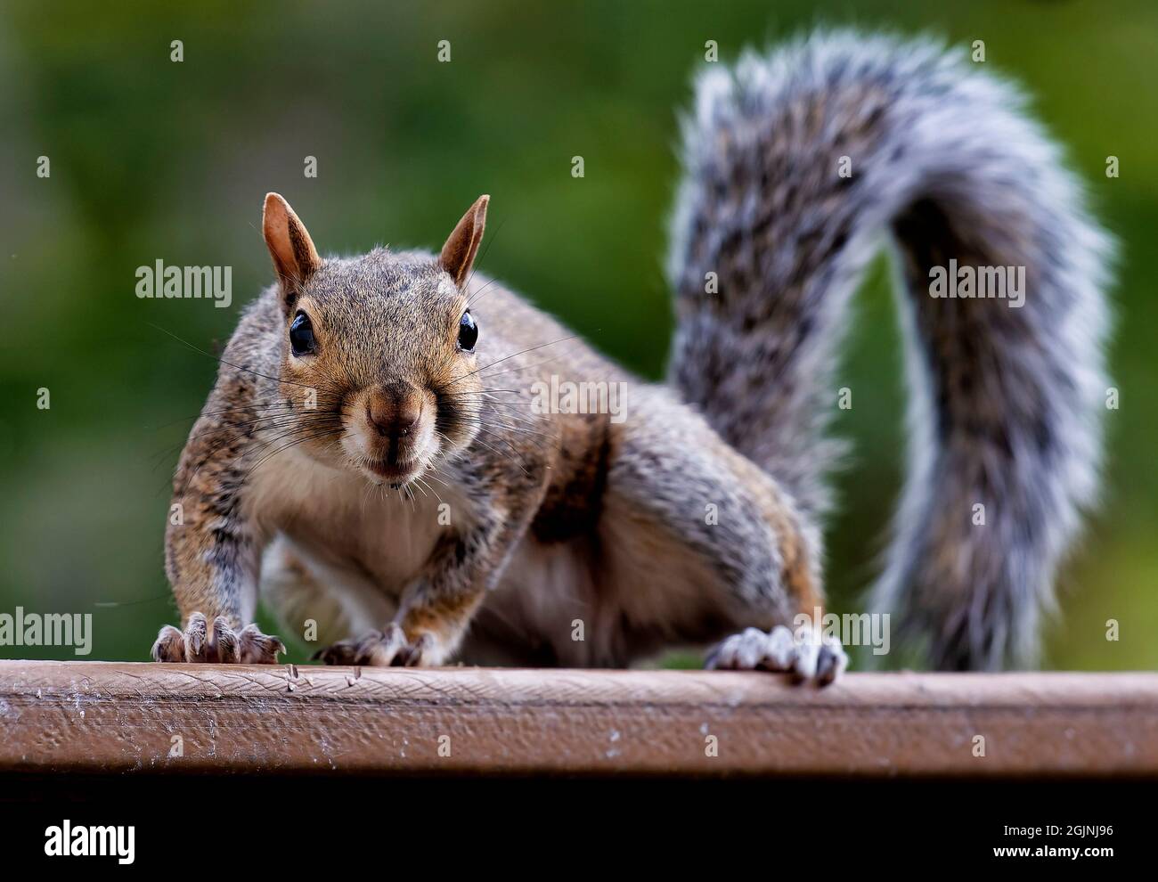 Stares staring at camera hi-res stock photography and images - Alamy