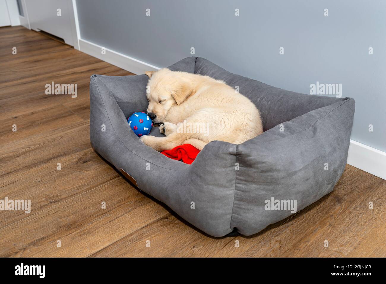 Male golden retriever puppy sleeping in a playpen with a rubber ball on