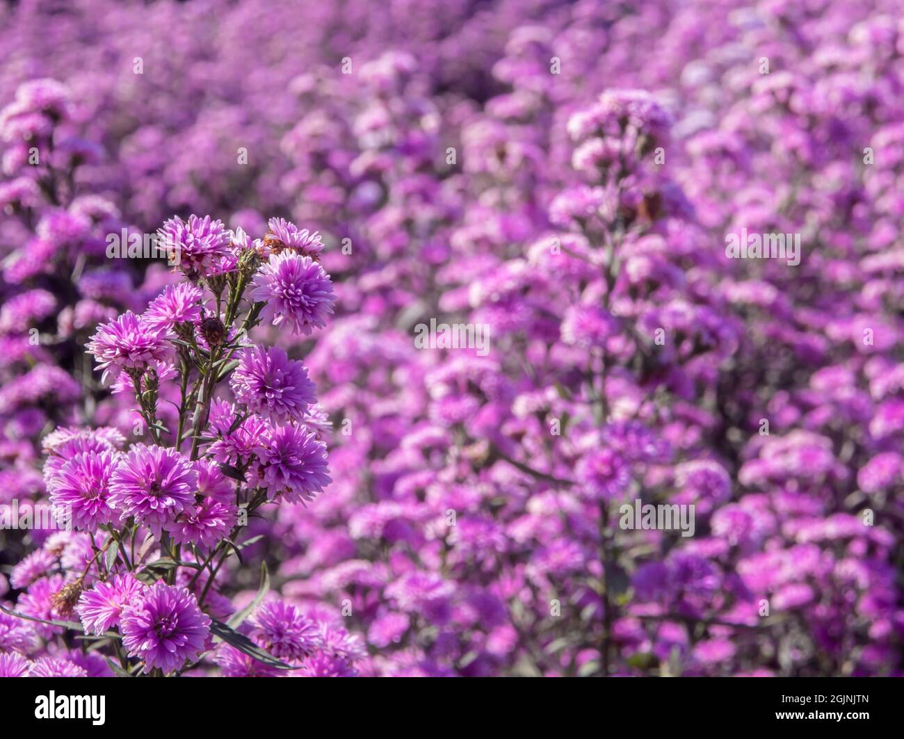 Fresh margaret flower field hi-res stock photography and images - Alamy