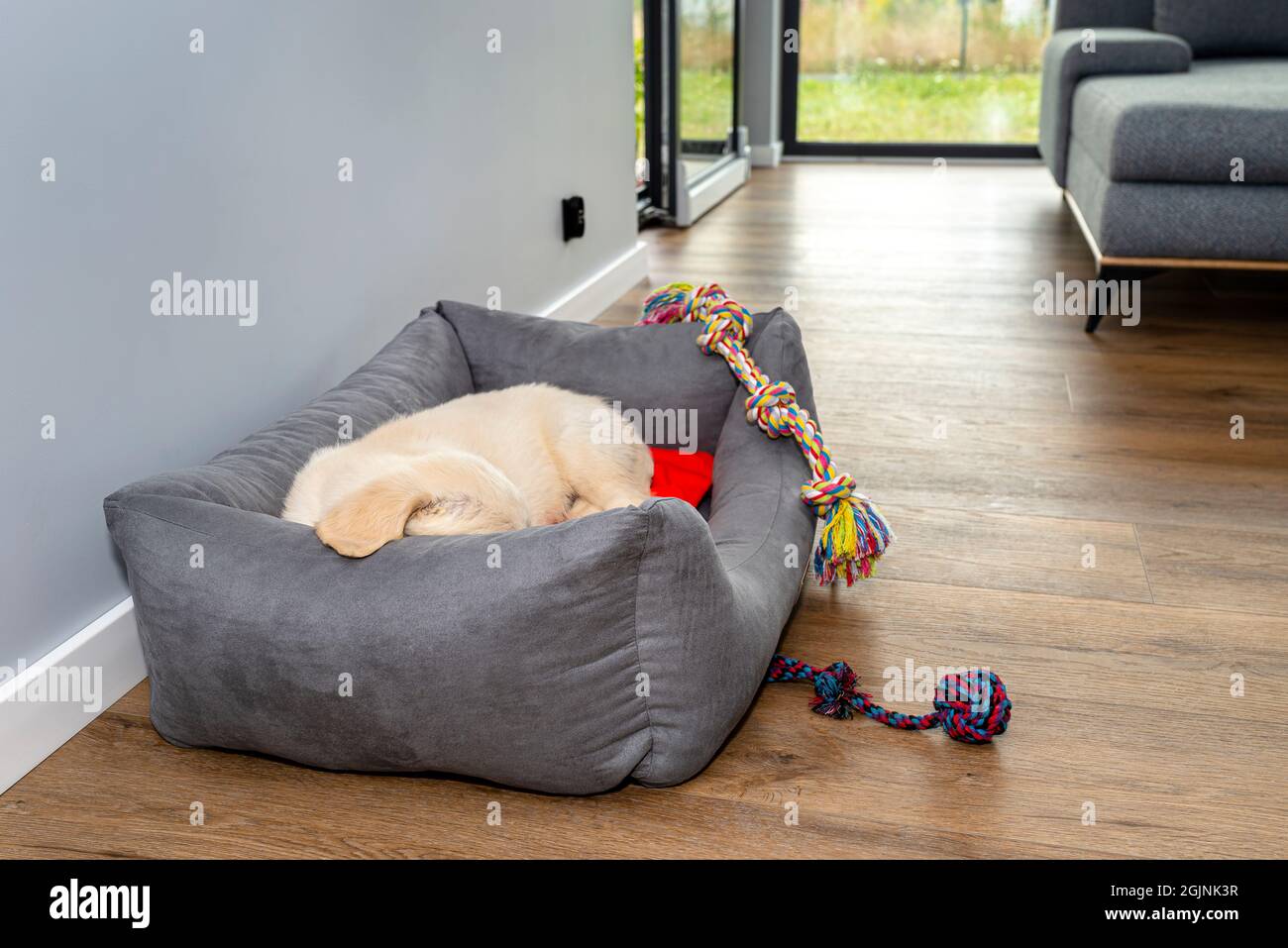 Male golden retriever puppy sleeps in a playpen with a rubber ball and