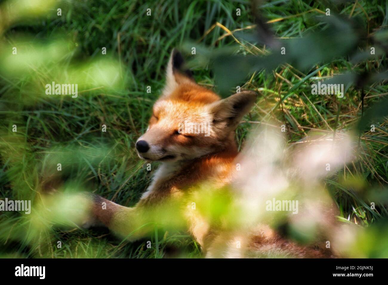 Sleeping Fox in the morning sun Stock Photo