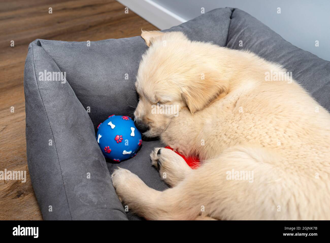 Male golden retriever puppy sleeping in a playpen with a rubber ball on