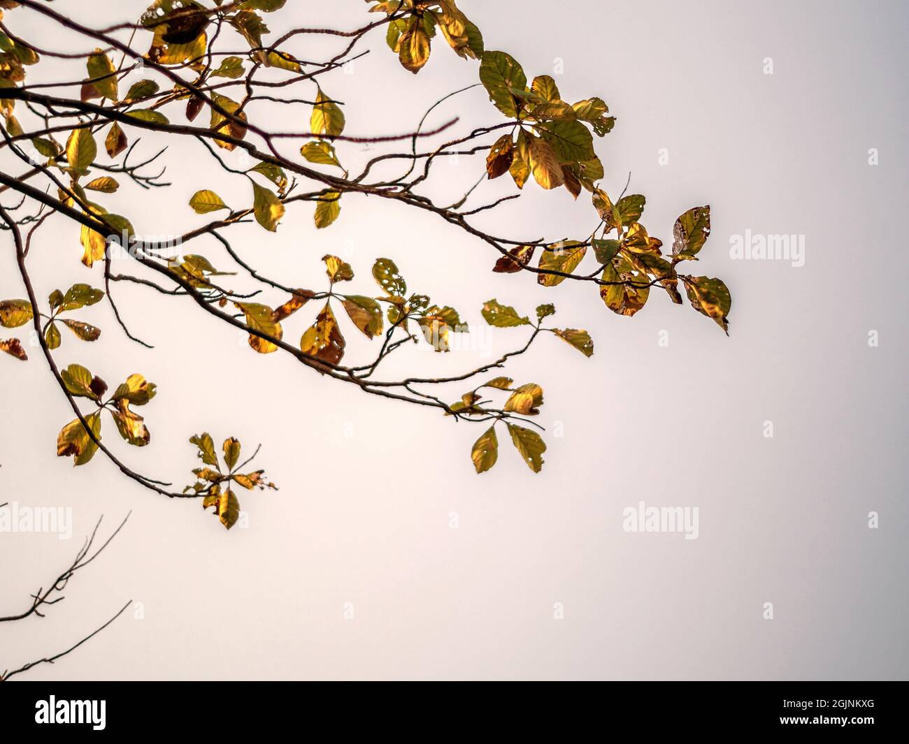 the-tops-of-the-teak-trees-shed-their-leaves-in-the-dry-season-stock