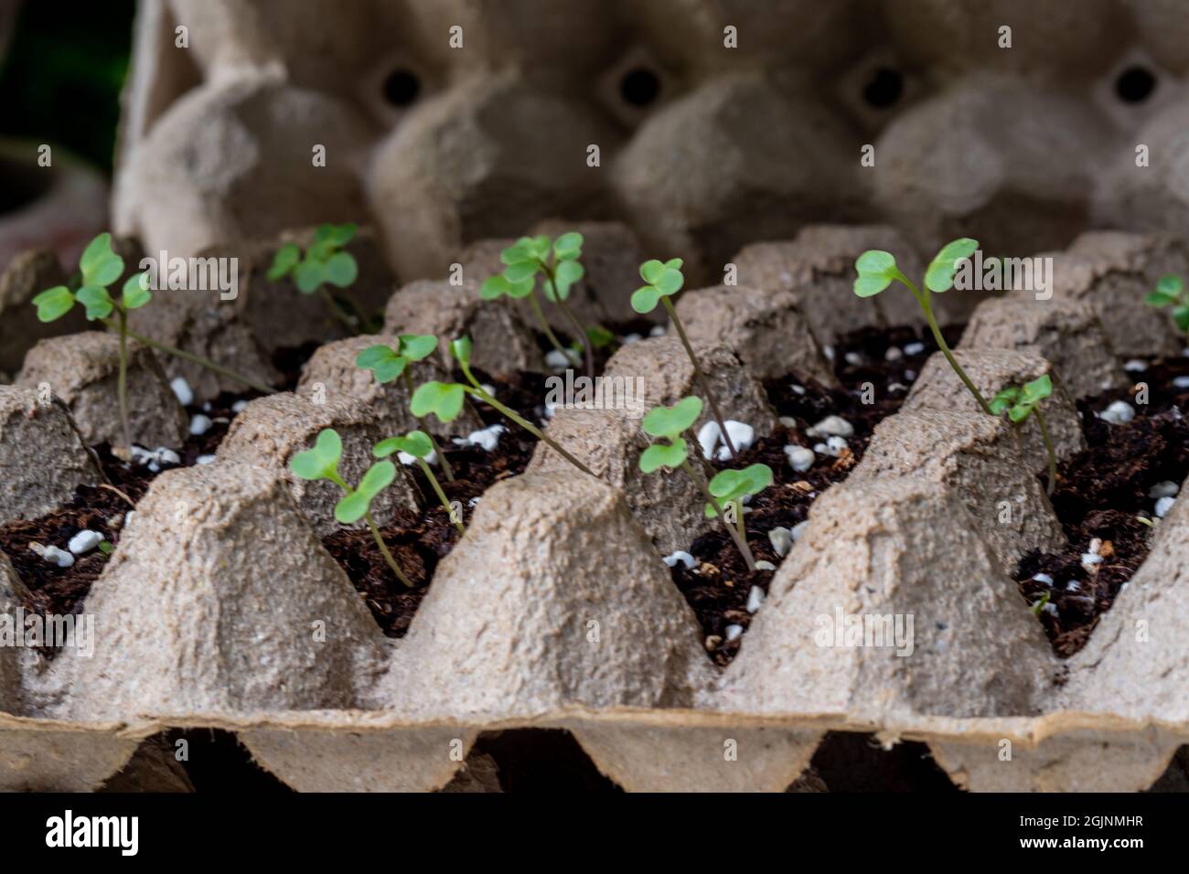Vegetable seedlings are grown in egg trays Stock Photo Alamy