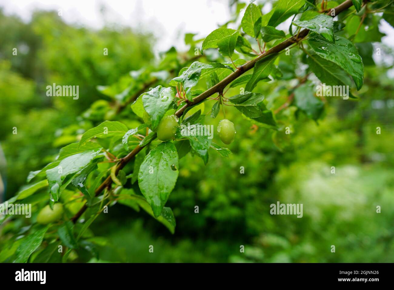 Crab apple tree with green fruit after the rain Stock Photo Alamy