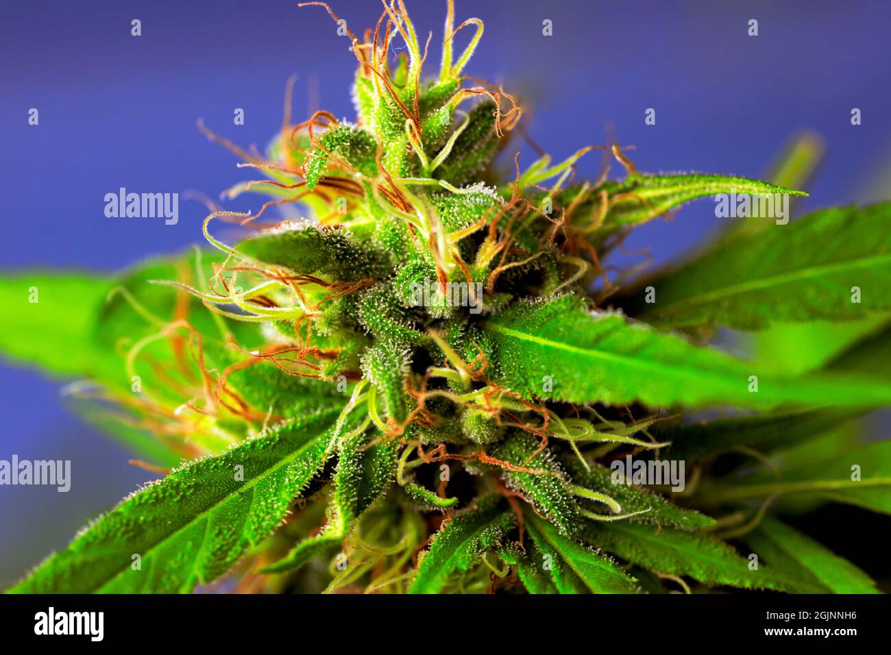 Cannabis, also known as marijuana among other names, is a psychoactive