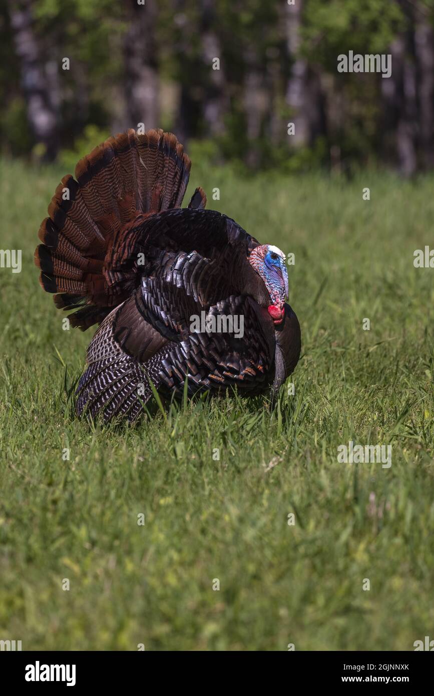 Eastern wild turkey strutting in northern Wisconsin Stock Photo Alamy