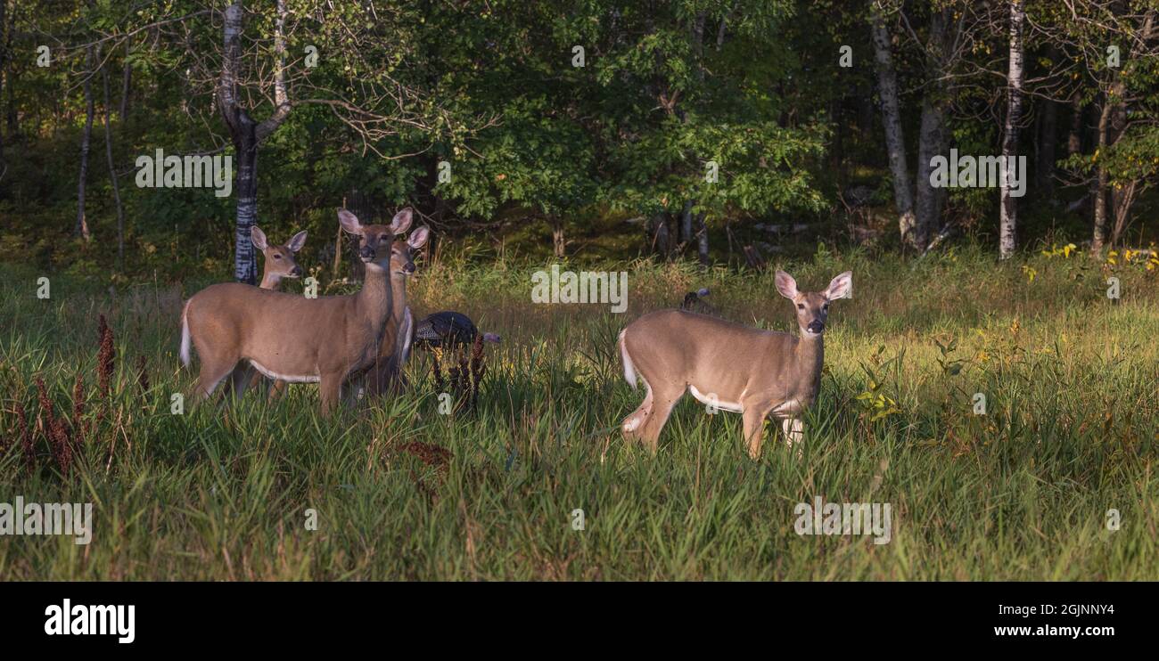 White-tailed deer in a northern Wisconsin field. Stock Photo