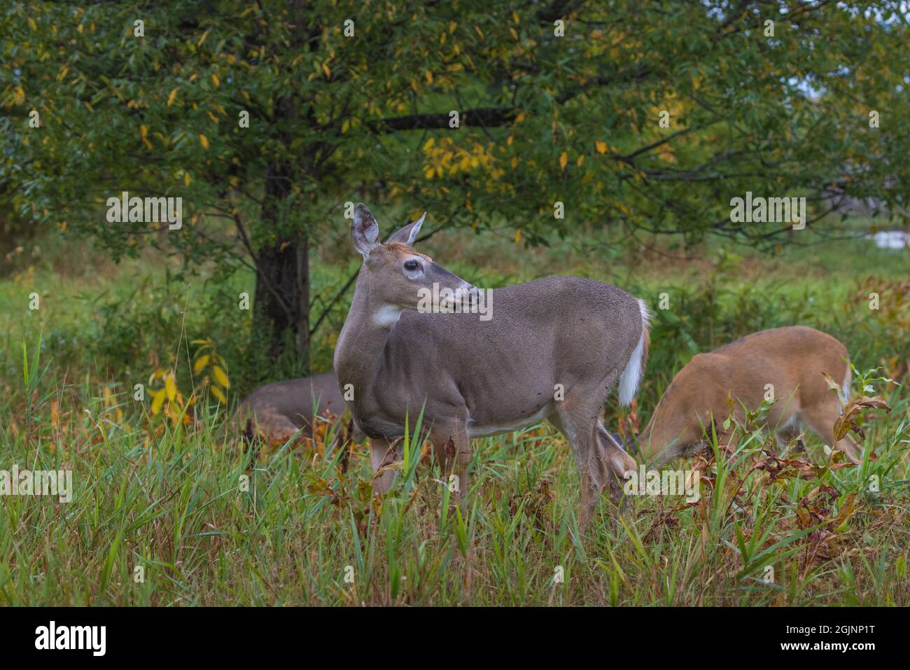 White-tailed deer feeding under a black cherry tree in northern Wisconsin. Stock Photo