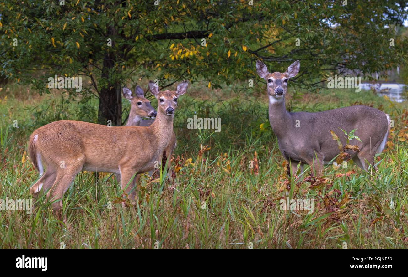 White Tailed Deer Feeding Under A Black Cherry Tree In Northern Wisconsin Stock Photo Alamy